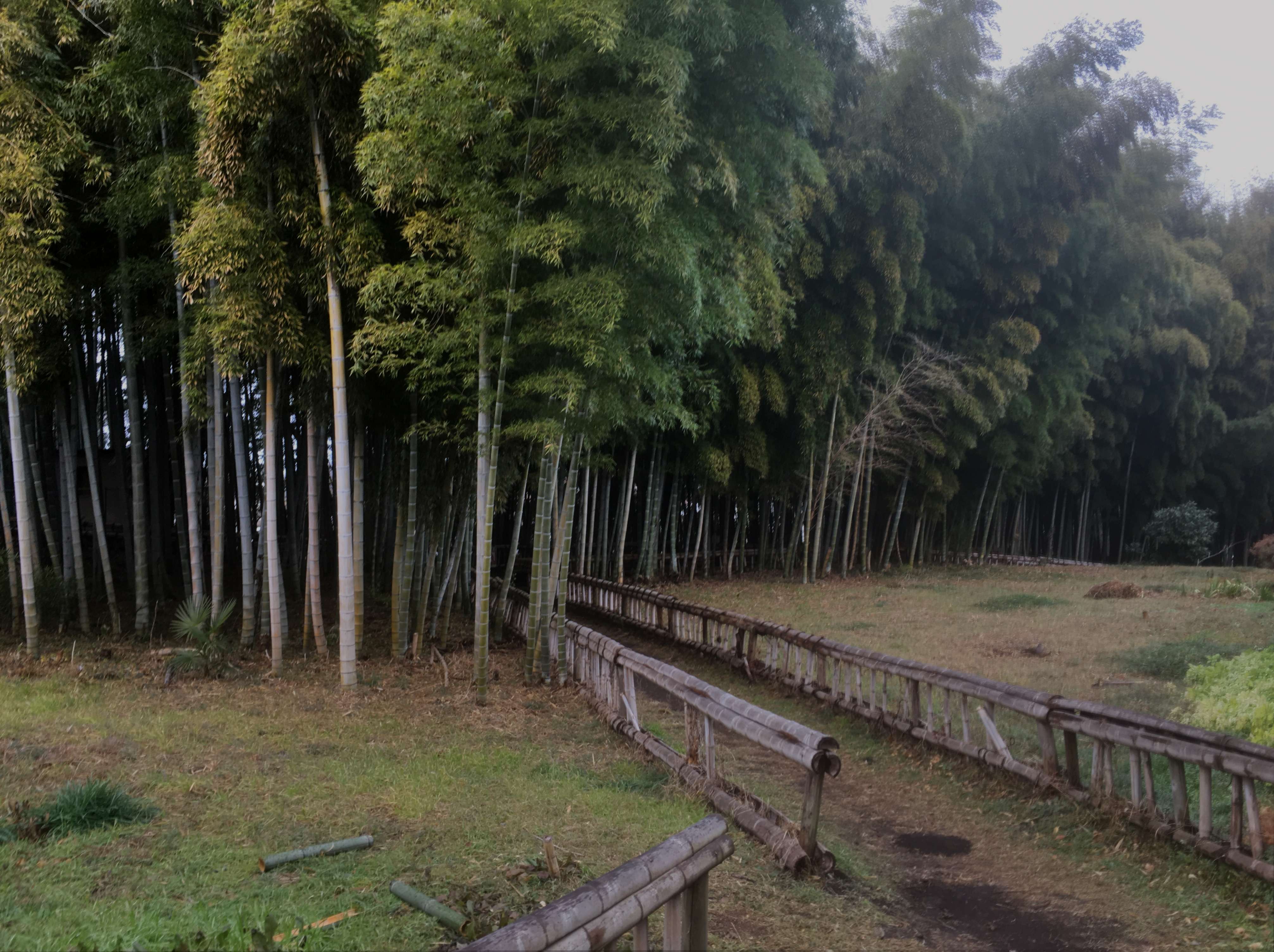 🎋 죽림 공원(치쿠린 코엔) 이미지 2